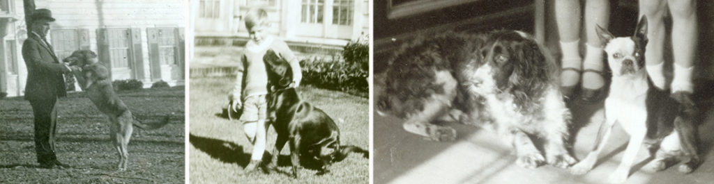 German shepherd, Labrador retriever, springer spaniel, Boston terrier

